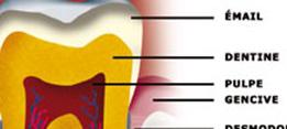 http://dr-diss-antoine.chirurgiens-dentistes.fr/dentiste/cms/upload/2_source/fiche/vign-dent.jpg